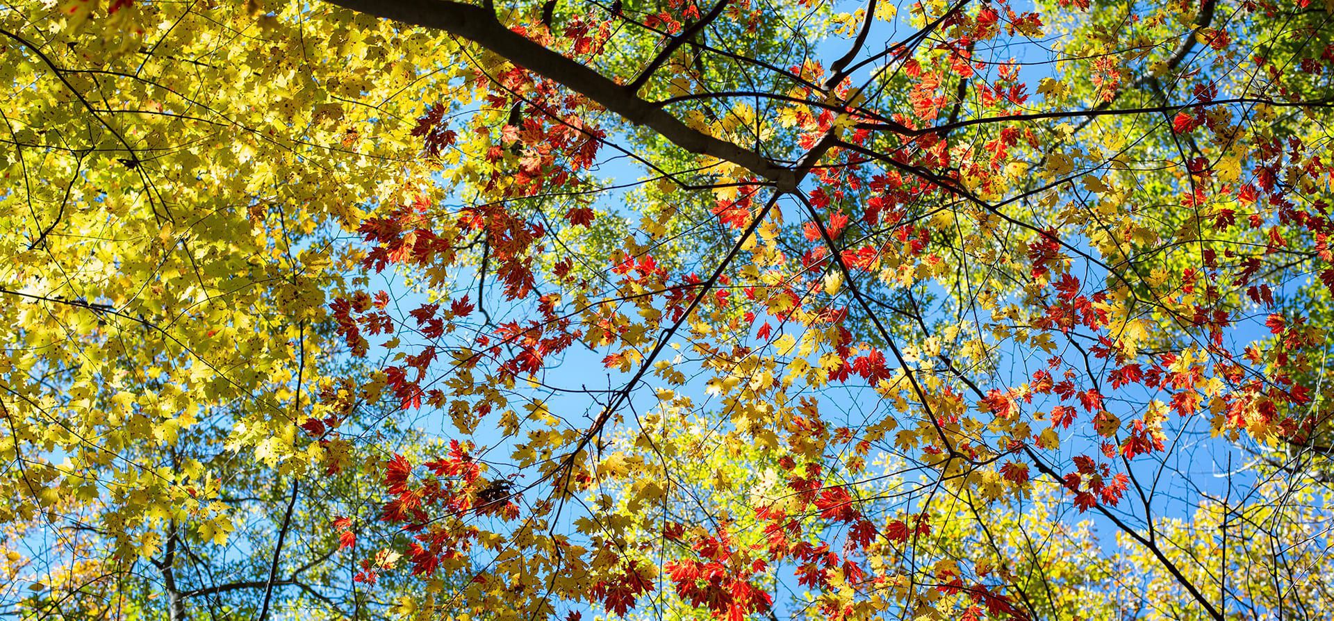 Trees Of Black Rock Forest Black Rock Forest