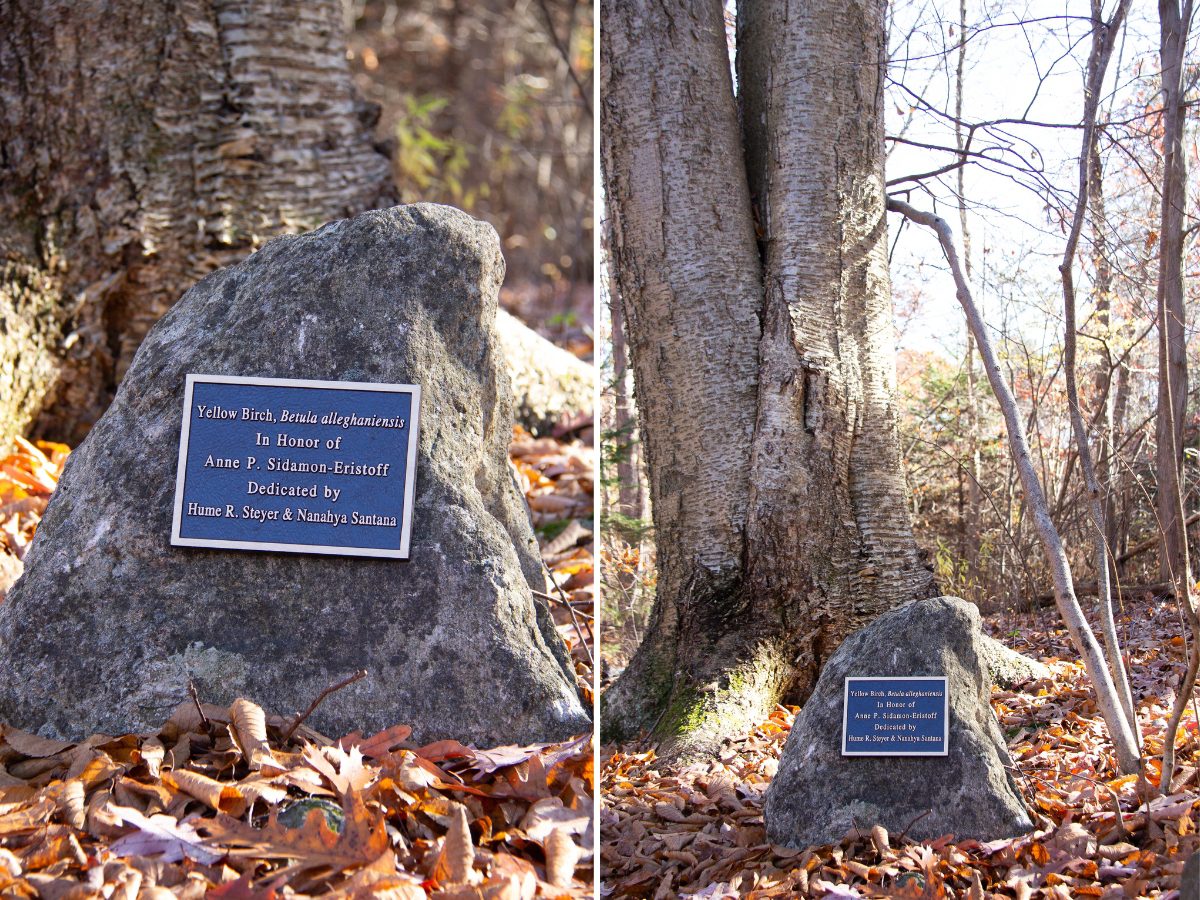 Yellow Birch (Betula allegheniensis)